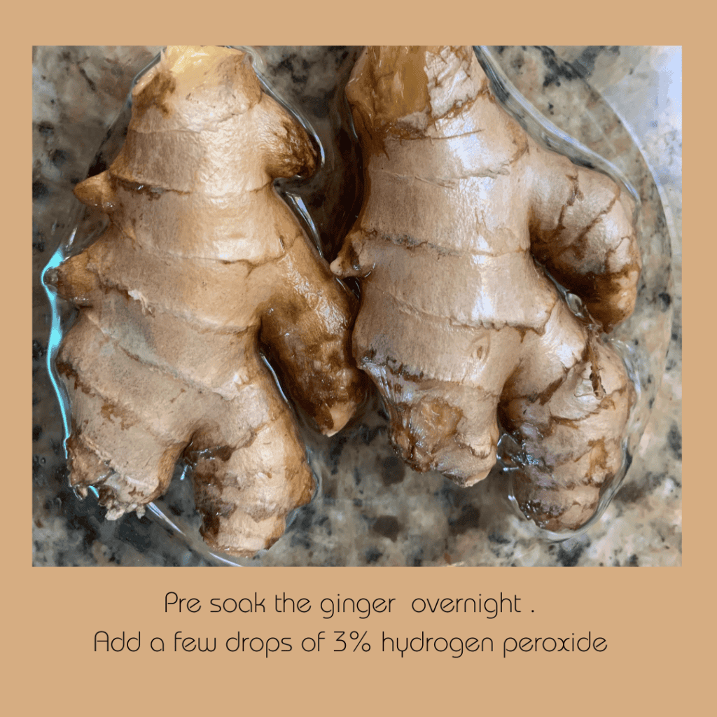 Growing ginger in the home garden - gardening edibles